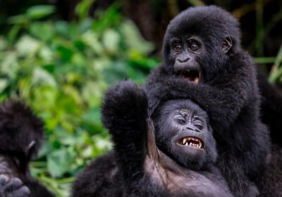 Best Planning Tips for 2–3 Day Rwanda Gorilla and Golden Monkey Combos