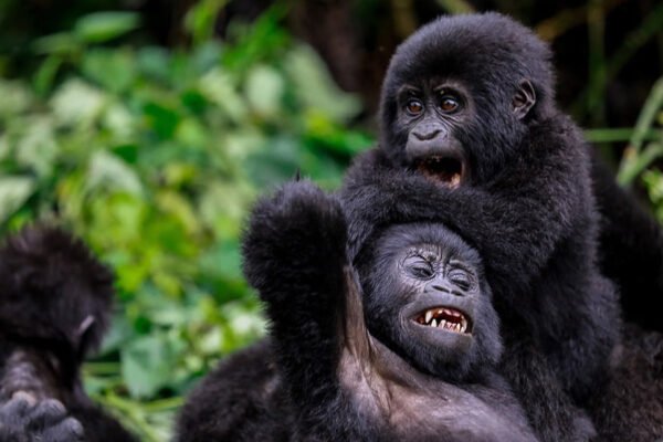 3-Day Classic Bwindi Gorilla Trek