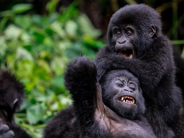 3-Day Classic Bwindi Gorilla Trek