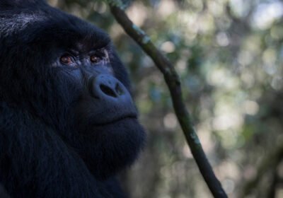 Comparing Gorilla Habituation in Rushaga Versus Standard Trekking in Buhoma for Wildlife Enthusiasts