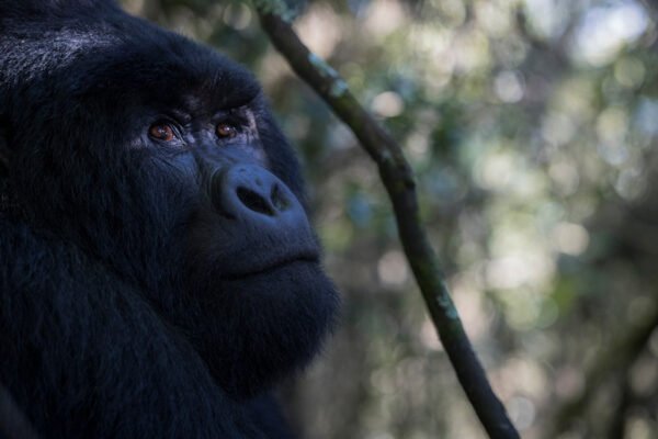2 Days Uganda Gorilla Trekking Safari – Bwindi Impenetrable National Park