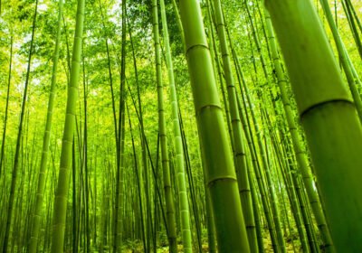 How Rwanda’s Bamboo Forest Habitat Affects Gorilla Behavior and Movement