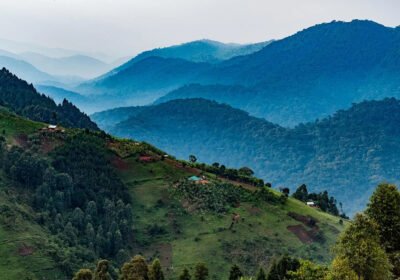 How Rugged Bwindi Terrain Shapes Trekking Difficulty in Nkuringo and Tips for Preparing Physically?