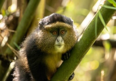 Primate Perfection: Pairing Gorillas and Golden Monkeys