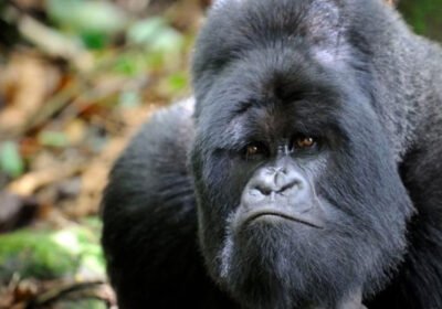 Rwanda’s Science-Led Approach to Gorilla Trekking