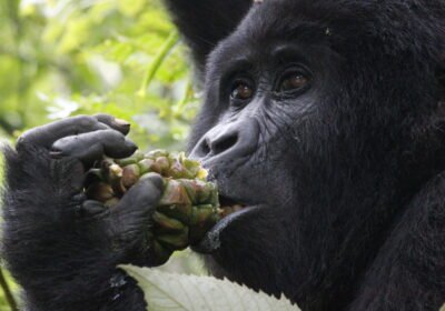 Why Rwanda Excels in Drone-Free Gorilla Photography