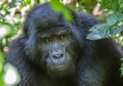 Rwanda’s Global Leadership in Gorilla Conservation