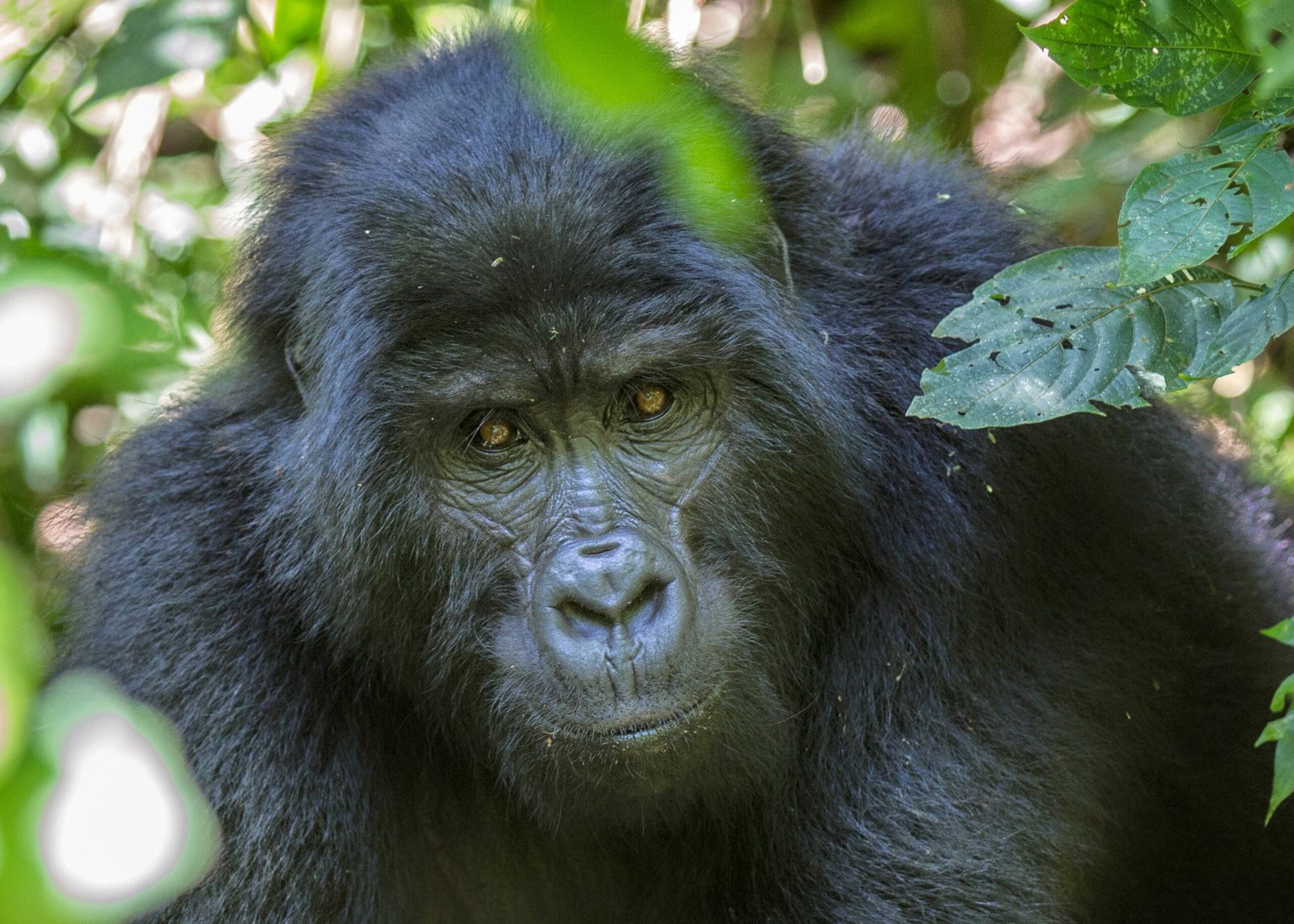 gorilla