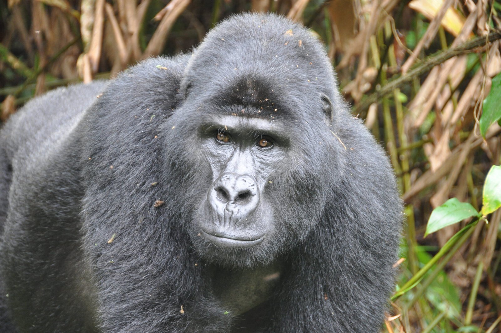 gorilla