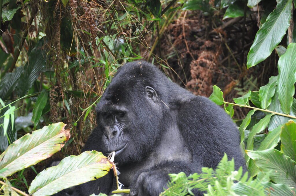 gorilla