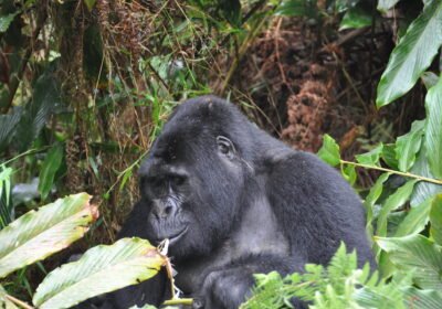 Why Rwanda’s Gorilla Viewing Is Exceptionally Stable