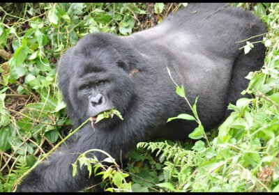 The Science Behind Rwanda’s Reliable Gorilla Encounters