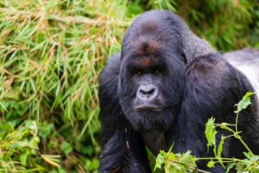 7 Days Rwanda Gorilla Trekking