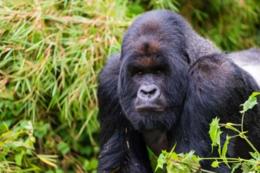 7 Days Rwanda Gorilla Trekking