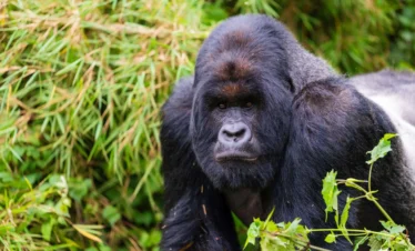 7 Days Rwanda Gorilla Trekking