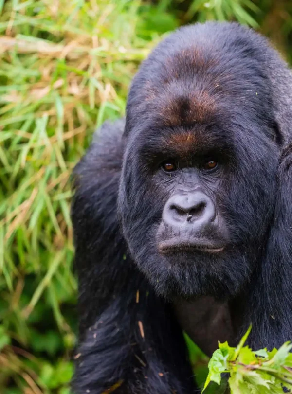 7 Days Rwanda Gorilla Trekking