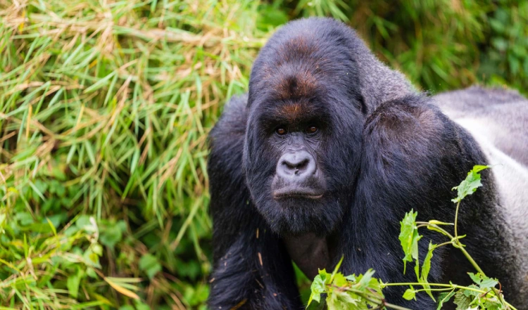 7 Days Rwanda Gorilla Trekking