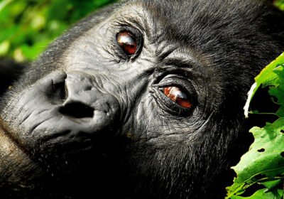 What Families Should Know When Bringing Teenagers for Rwanda Gorilla Trekking