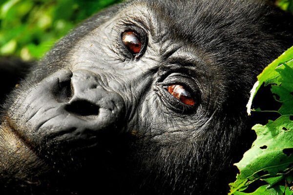 3-Day Gorilla Habituation Experience — Rushaga Sector, Bwindi Forest