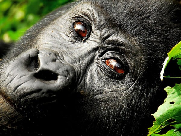 3-Day Gorilla Habituation Experience — Rushaga Sector, Bwindi Forest