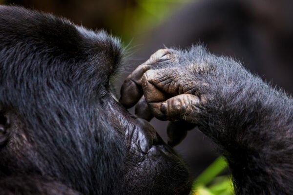 4-Day Gorilla Trekking & Queen Elizabeth National Park Safari