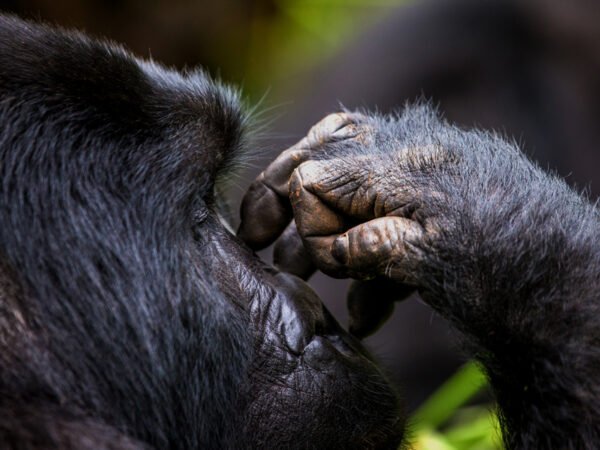 4-Day Gorilla Trekking & Queen Elizabeth National Park Safari