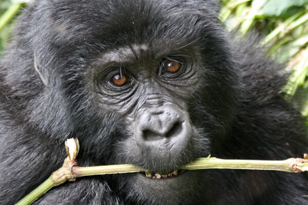 5-Day Gorillas, Chimps & Wildlife Uganda Safari – Bwindi & Queen Elizabeth National Park