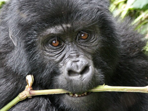 5-Day Gorillas, Chimps & Wildlife Uganda Safari – Bwindi & Queen Elizabeth National Park
