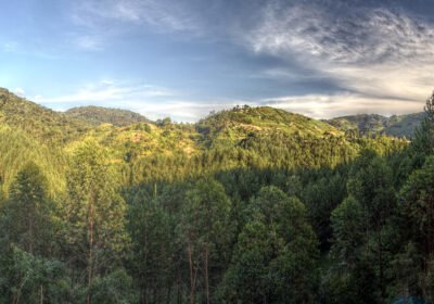 Predictable Gorilla Trekking as a Highlight of Rwanda Tours