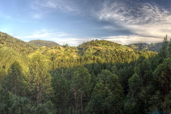 5-Day Double Gorilla Trek Uganda Safari