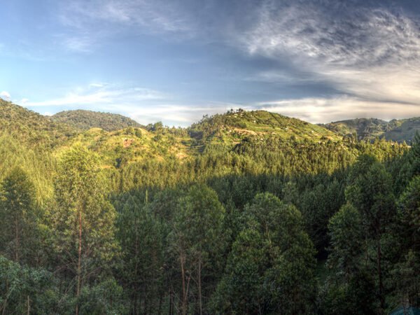 5-Day Double Gorilla Trek Uganda Safari