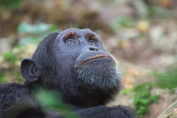 6-Day Gorillas, Chimps & Wilderness Uganda Safari