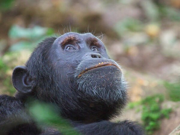 6-Day Gorillas, Chimps & Wilderness Uganda Safari