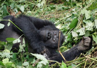 Understanding the History of Rwanda’s Gorilla Habituation and Dian Fossey’s Impact
