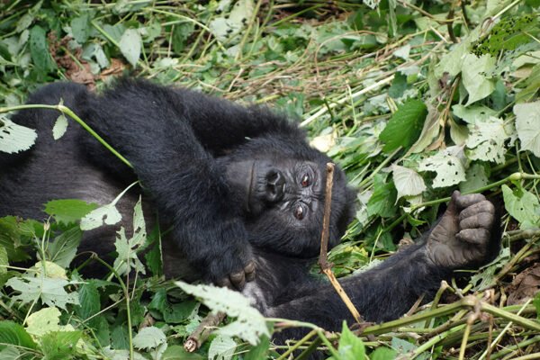 10-Day Ultimate Uganda Primate & Wildlife Circuit