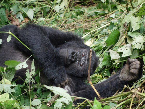10-Day Ultimate Uganda Primate & Wildlife Circuit