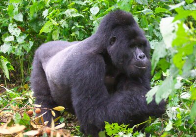 Why Rwanda’s Gorilla Trekking Rules Ensure Minimal Disturbance During Visits