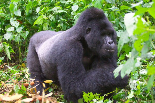 12-Day Luxury Gorillas, Wildlife & Nile Adventure – Uganda Safari