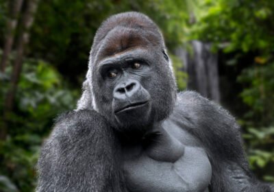 Why Rwanda Is Ideal for Travelers Seeking Ultra-Premium Gorilla Trekking Experiences