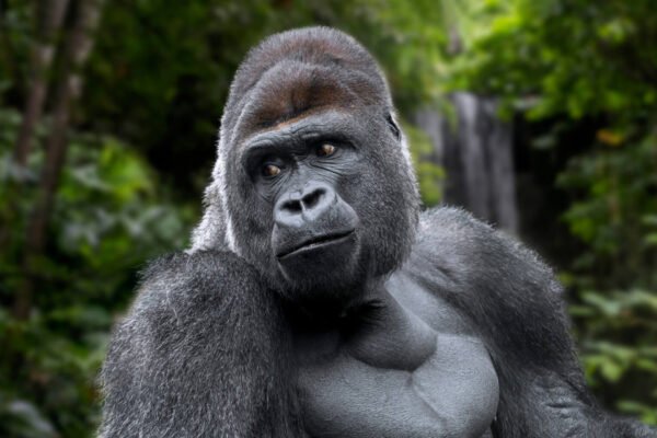 4 Days Rwanda Gorilla Trekking & Golden Monkey Safari