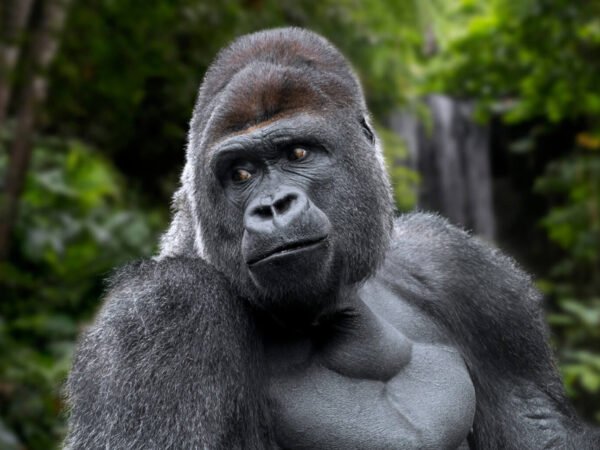 4 Days Rwanda Gorilla Trekking & Golden Monkey Safari