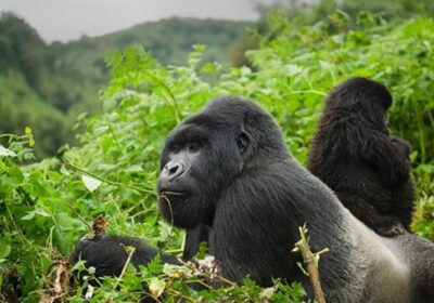 Why Rwanda Gorilla Trekking Packages Sell Out Early and How to Book During Peak Season