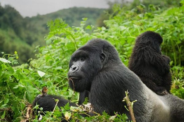 5 Days Rwanda Gorilla Trekking & Big Five Safari