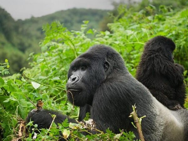 5 Days Rwanda Gorilla Trekking & Big Five Safari