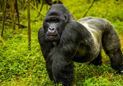 Why Rwanda Leads Africa in Gorilla Photography