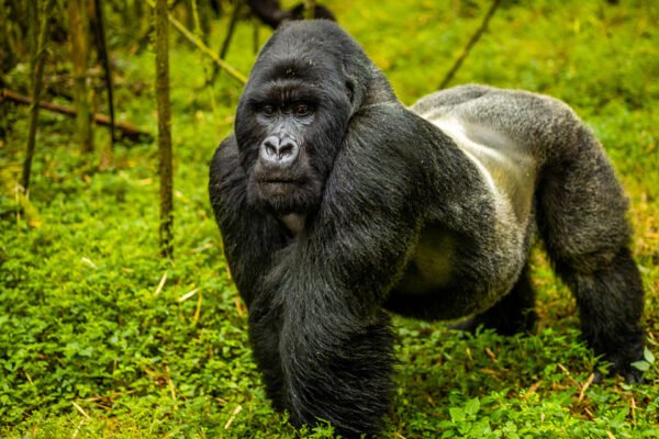 3 Days Rwanda Gorilla Trekking Safari Experience