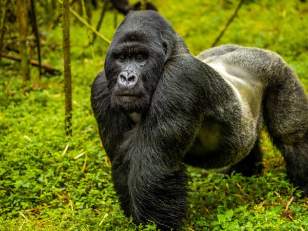 3 Days Rwanda Gorilla Trekking Safari Experience