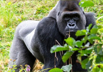 Differences Between Rwanda Gorilla Groups Known for Large Silverbacks Versus Smaller Families