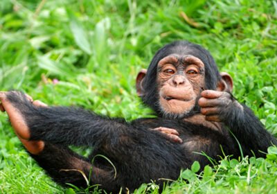 Rwanda’s Ultimate Two-Primate Safari Combination