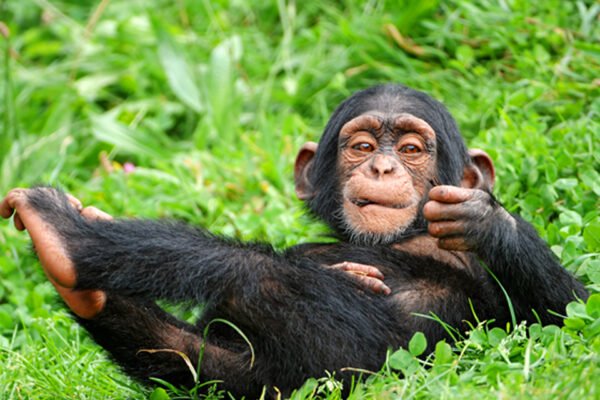 6 Days Rwanda Gorilla & Chimpanzee Trekking Safari